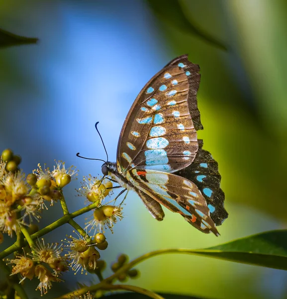 Sıradan Jay Kelebeği Çiçeğin Üstünde — Stok fotoğraf