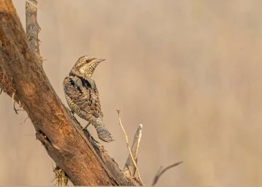 Avrasyalı Köylü bir ağaçta oturuyor ve yukarı bakıyor