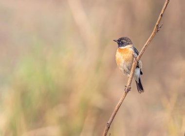 Dala tüneyen ve dinlenen bir Taş Sohbet