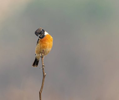 Bir dal üzerinde stil sahibi bir Taş Sohbet