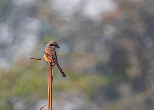 Cauda Longa Shrike Sentado Ramo Olhando Para Baixo — Fotografia de Stock