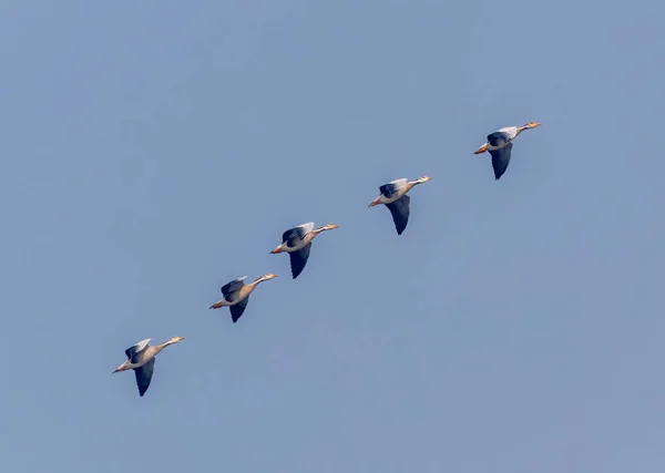 Бар Headed Goose Поднимающийся Выше Небо — стоковое фото