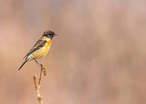 Ein Porträt Von Stone Chat Auf Einem Baum — Stockfoto