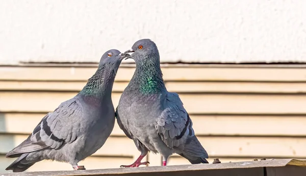 Ein Taubenpaar Küsst Sich Der Paarungszeit — Stockfoto