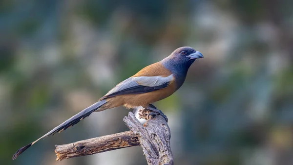 Treepie Rufous Sitting Branch Perching — Stock Photo, Image