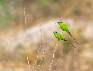 Bir çift yeşil Arı Yiyen Bir dala tünemiş