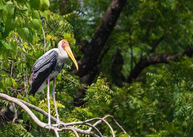Ağaçta dinlenen boyalı bir leylek