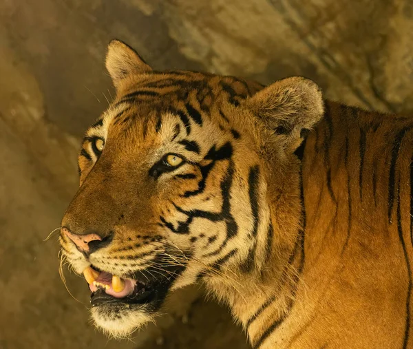 Ένας Τίγρης Κοιτάζει Στην Κάμερα — Φωτογραφία Αρχείου