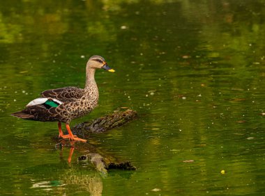 Gölde bir platformda benekli bir Bill Duck