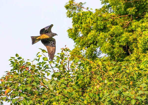 Black Kite Landung Auf Einem Baum Zur Erholung — Stockfoto