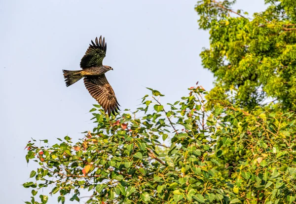 Kite Preto Voando Sobre Uma Árvore Antes Pousar — Fotografia de Stock