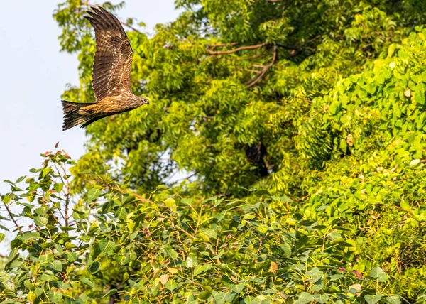 Papagaio Voador Volta Entre Árvores Antes Pousar — Fotografia de Stock