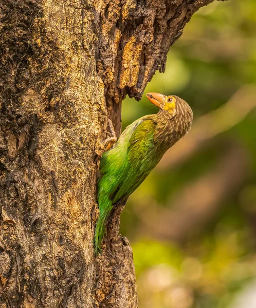 Braunkopf Barbet Sitzt Über Ihrem Nest Und Sucht Ihr Junges — Stockfoto