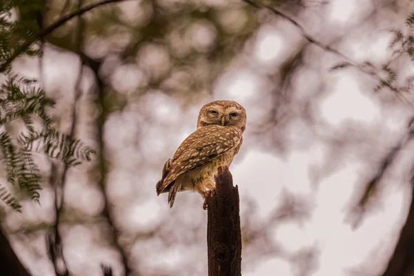 Benekli Baykuş bir ağaçta oturmuş güneşleniyor.