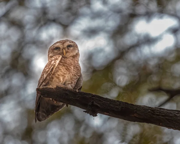 Spotted Owl resting on a tree early morning