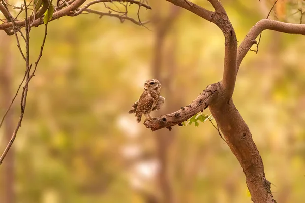 Búho Manchado Hábitat Natural Descansando Sobre Árbol — Foto de Stock