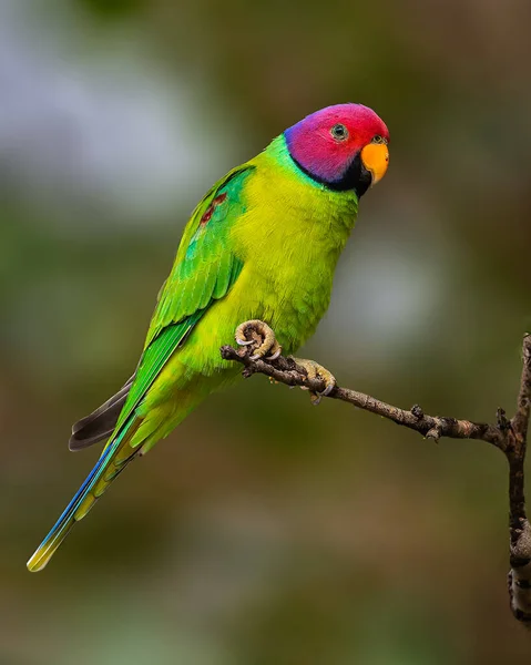 Ağaçta otururken erik papağanı portresi