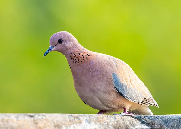 Lachende Taube Die Neugierig Von Einer Wand Die Kamera Blickt — Stockfoto