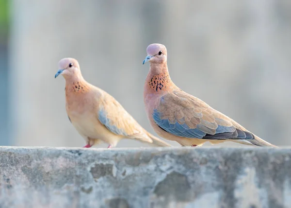 Ein Taubenpaar Sitzt Auf Einer Wand Und Blickt Die Kamera — Stockfoto