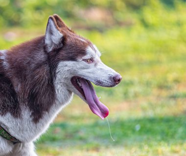 Bahçede ağzı açık bir Husky.