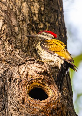 Küçük bir alev sırtlı ağaçkakan Ağaç gövdesinde oturuyor