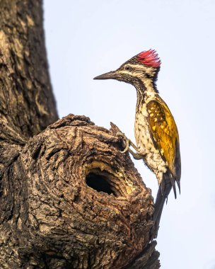 Küçük alevli ağaçkakan yuvasının dışında dinleniyor.