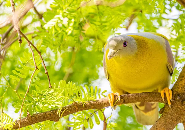 Gul Fotad Grön Duva Kommunikation Sittande Gren — Stockfoto