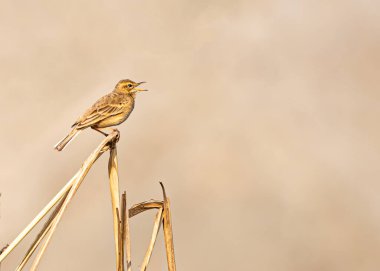 Tarladaki bir bitkinin üzerinde şarkı söyleyen bir pipit.