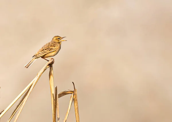 Een Zingende Field Pipit Een Plant Een Veld — Stockfoto