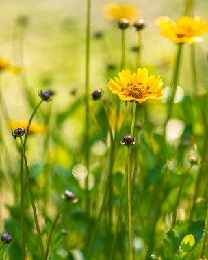 Büyük çiçek tohumu bahçede çiçek açıyor.