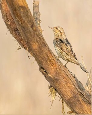 Ağacın üzerinde yiyecek arayan Avrasyalı Köylü