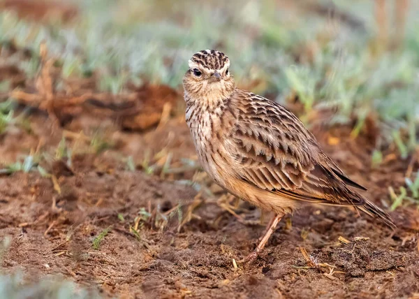 Skylark Orientale Campo Guardando Macchina Fotografica — Foto Stock