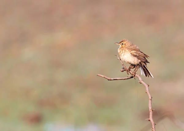 Field Pipit Plant Resting — Stock Photo, Image