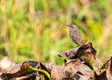 Islak topraklarda Mavi bir boğaz