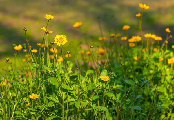 Büyük çiçek tohumu bahçede çiçek açıyor.