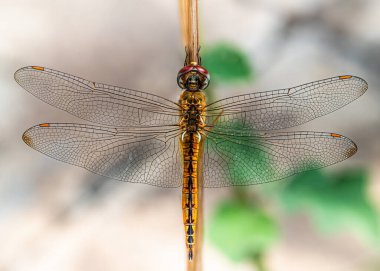 Ejderha sineği dinleniyor ağaçta