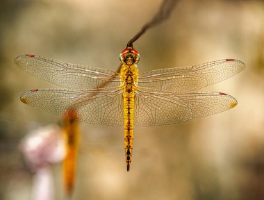 Ejderha sinekleri kabloda asılı ve dinleniyor.