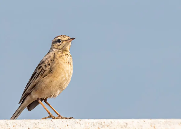 Lång Fakturerad Pipit Ett Fält — Stockfoto