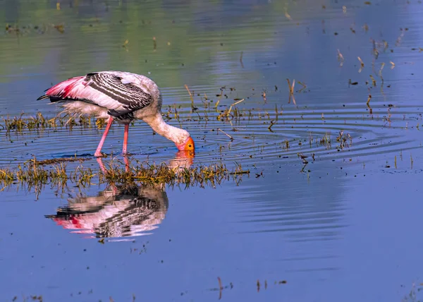 Ein Gemalter Storch Einem Feuchten See — Stockfoto