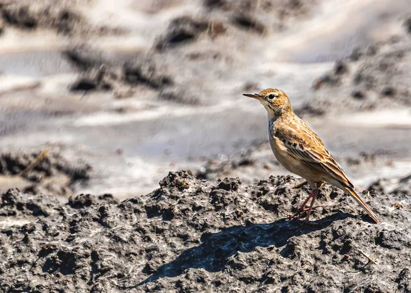 Lungo Pipit Fatturato Nel Campo — Foto Stock