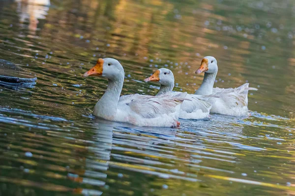 Trois Oies Domestiques Dans Lac — Photo