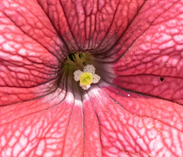 Polen Una Flor Petunia —  Fotos de Stock