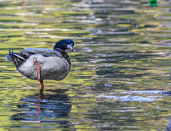 Canard Dansant Dans Lac — Photo