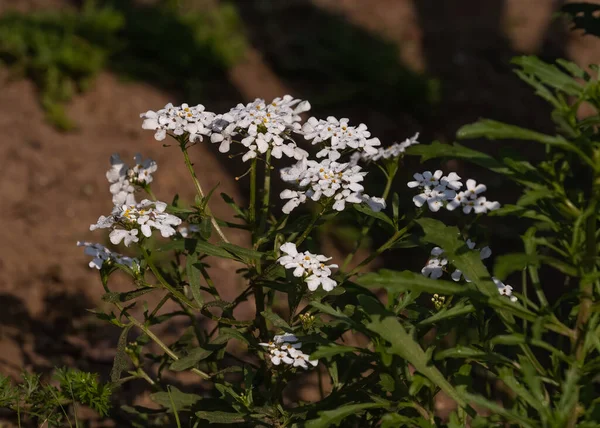 Preisner Flower Blooming Garden — Stock Photo, Image