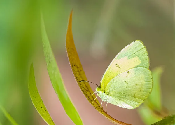 Yellow Butterfly Leaf — Stock Photo, Image