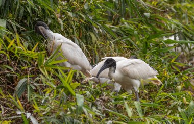 Genç yaşta bir çift siyah başlı Ibis.