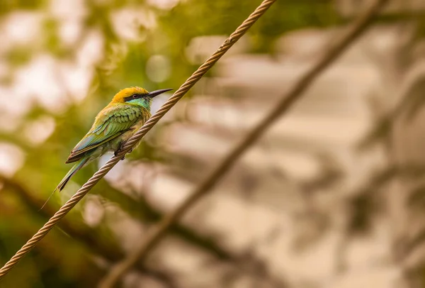 Mangeur Abeilles Vertes Reposant Sur Fil — Photo