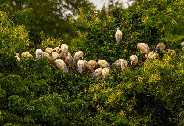 Uma Colônia Negros Encabeçada Ibis Uma Terra Molhada — Fotografia de Stock