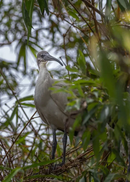 Porträtt Svart Nacke Ibis — Stockfoto