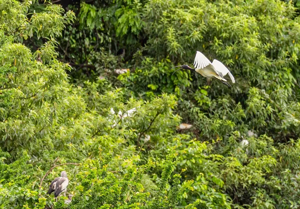 Uçan Siyah Bir Ibis — Stok fotoğraf